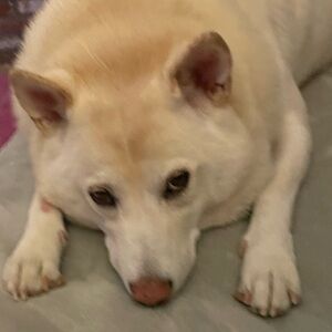 Meet your Posher, Shantel